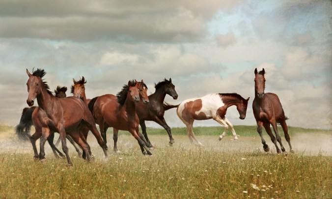 horses-3481764_1920